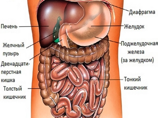 схематическое изображение внутренних органов
