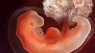 человеческий эмбрион