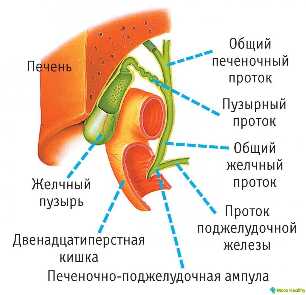 Варикоз вен на ногах врач