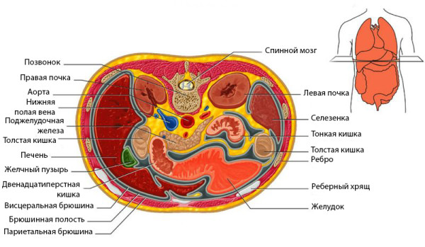 Анатомические проекции органов в виде поперечного разреза при МР-исследовании брюшной полости: позвонок, правая почка, аорта, нижняя полая вена, поджелудочная железа, толстая кишка, печень, желчный пузырь, 12-перстная кишка, брюшина, желудок, реберный хрящ, тонкая кишка, селезенка, левая почка, спинной мозг
