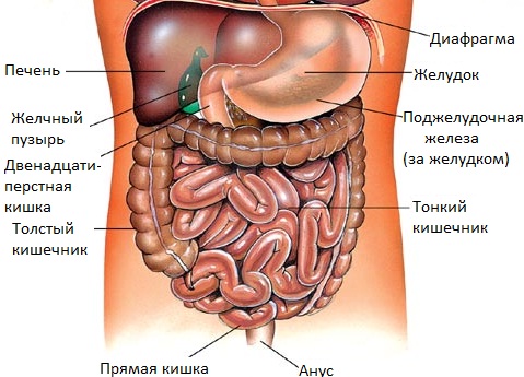 На рисунке изображены органы и их названия