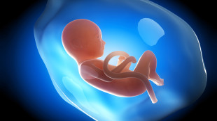 иллюстрация человеческого зародыша на 9 месяце беременности