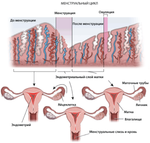 На картине показана структура и размер эндометрия в разные фазы цикла, а также матка в разрезе