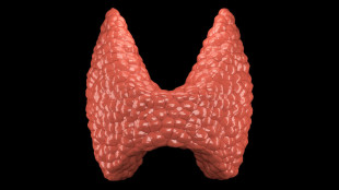 трехмерная модель щитовидной железы