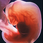 Эмбрион на 1 неделе беременности
