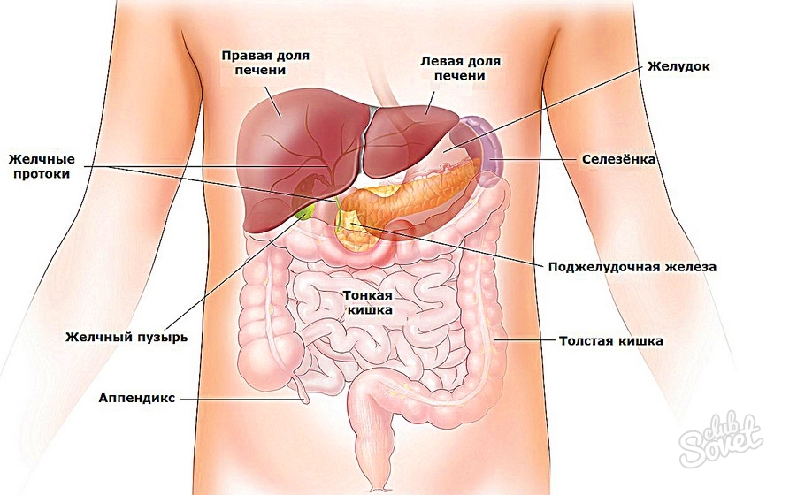 Изображение орган брюшной полости: печень, желудок, селезенка, поджелудочная железа, толстый и тонкий кишечник, желчный пузырь, аппендикс