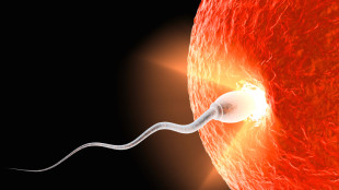 трехмерная проекция яйцеклетки и сперматозоида в момент зачатия