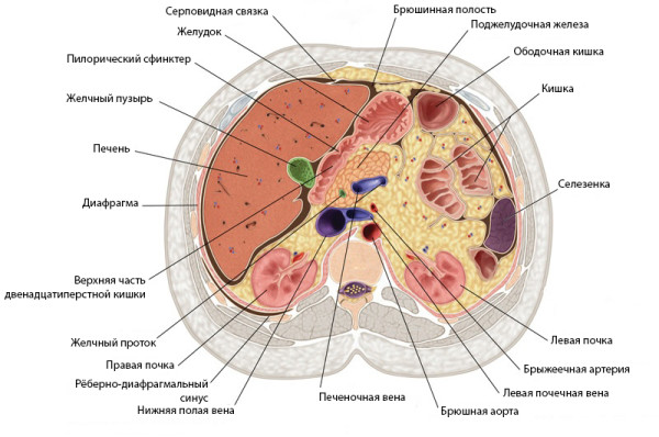 Анатомические проекции органов в виде поперечного разреза при МР-исследовании брюшной полости: поджелудочная железа, ободочная кишка, селезенка, левая почка, правая почка, печень, желчный пузырь, желудок