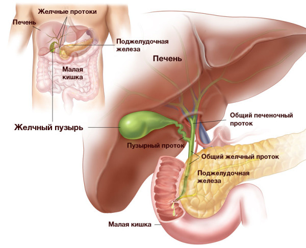 Изображение органов гепатобилиарной системы: печени, желчных протоков и пузыря