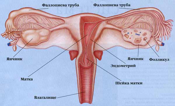 Органы женской репродуктивной системы