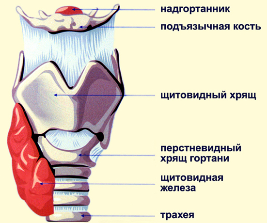 На рисунке схематичное изображение строение гортани(надгортанник,подьязычная кость,щитовидный хрящ, перстневидный хрящ гортани, щитовидная железа, трахея)